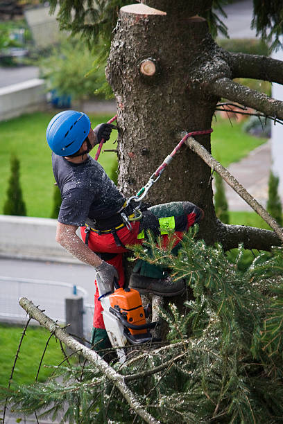 Nedrow, NY  Tree Services Company