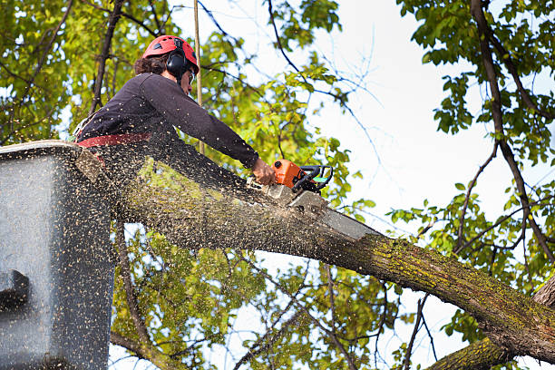 Best Tree Cabling and Bracing  in Nedrow, NY